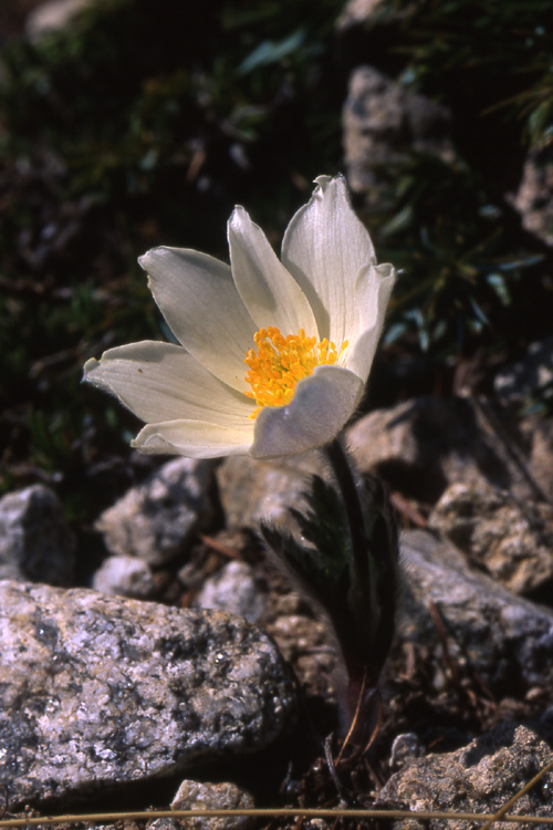 pulsatille des alpes